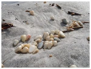 Coquina Clams - Florida's Living Beaches
