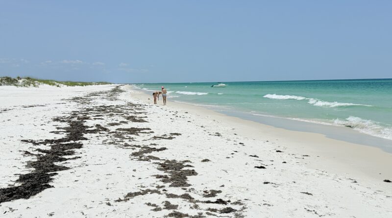Finding Sea Shells
