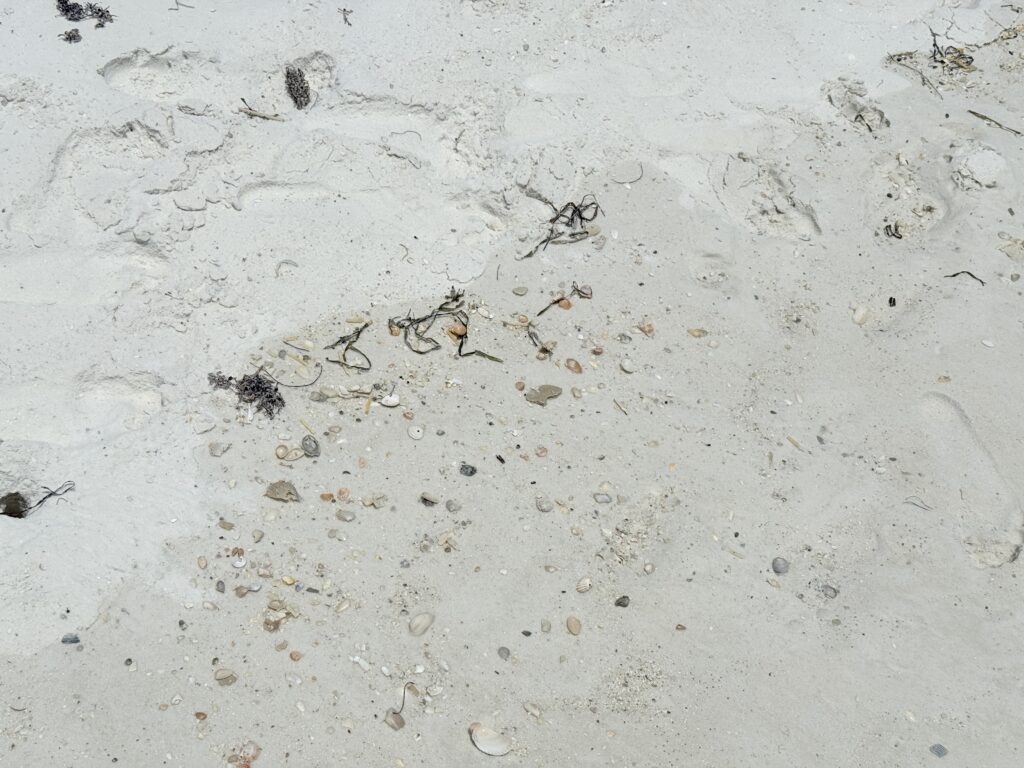 Finding Sea Shells